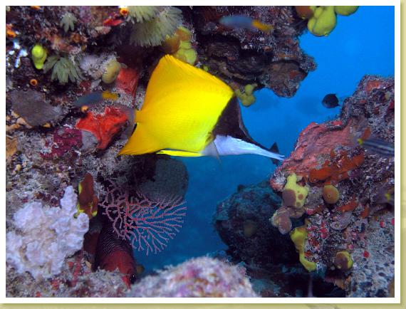 225-Long-nose Butterflyfish (Forcipiger flavissimus)